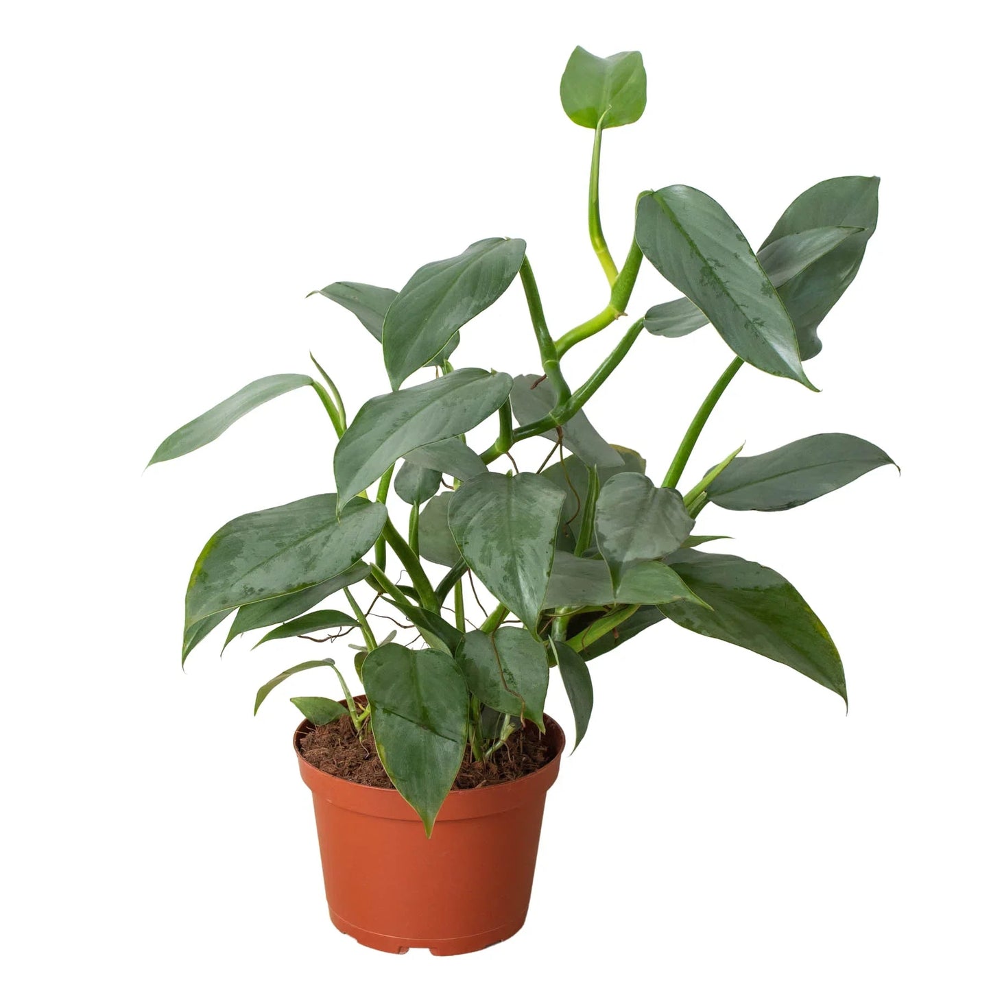 Philodendron 'Silver Sword' - Fleurish Plant Care, LLC