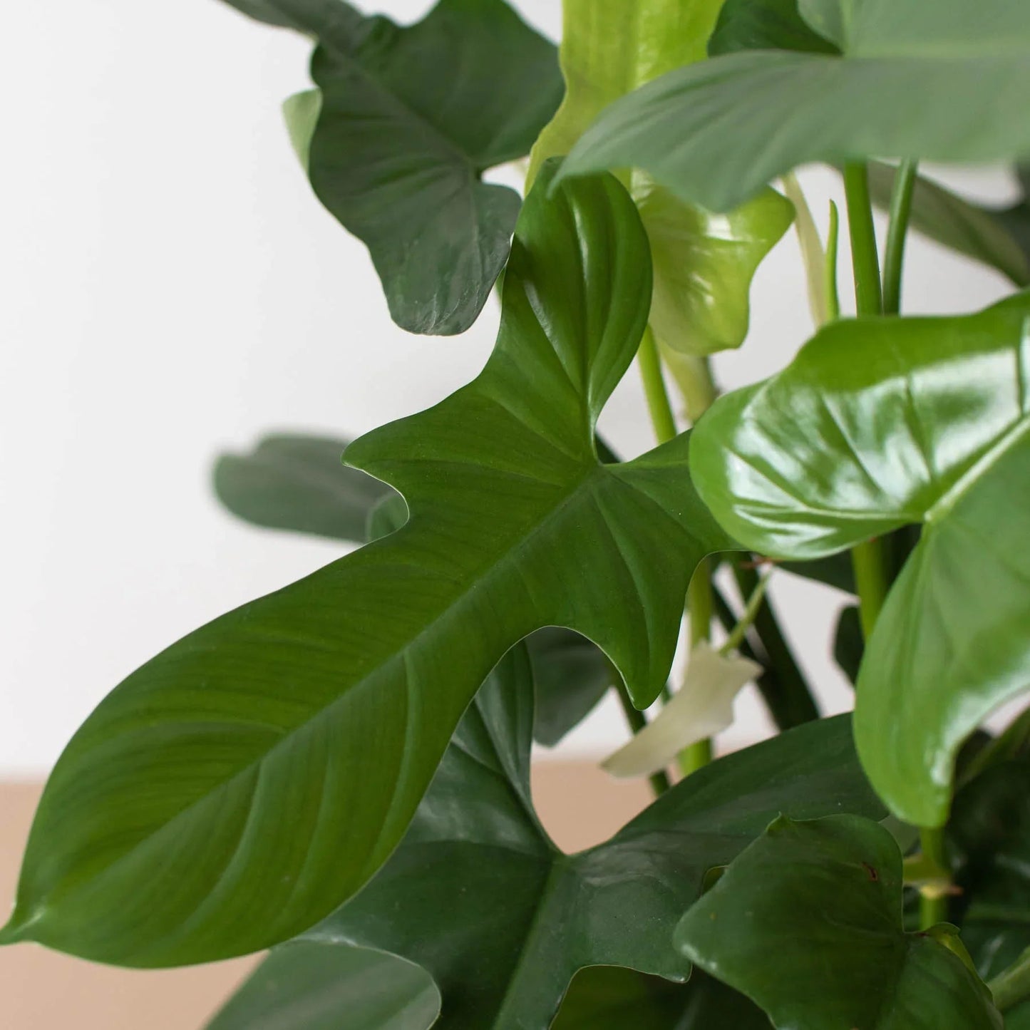 Philodendron 'Silver Sword' - Fleurish Plant Care, LLC