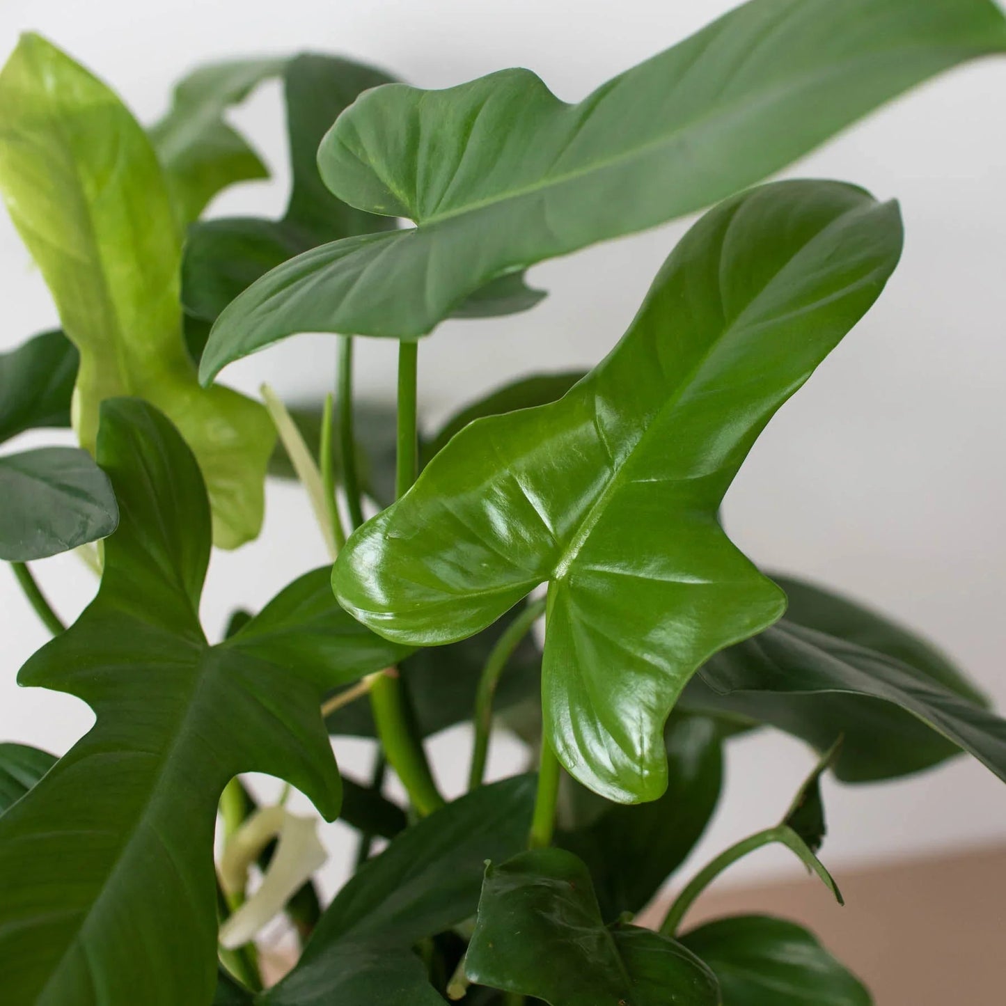 Philodendron 'Silver Sword' - Fleurish Plant Care, LLC