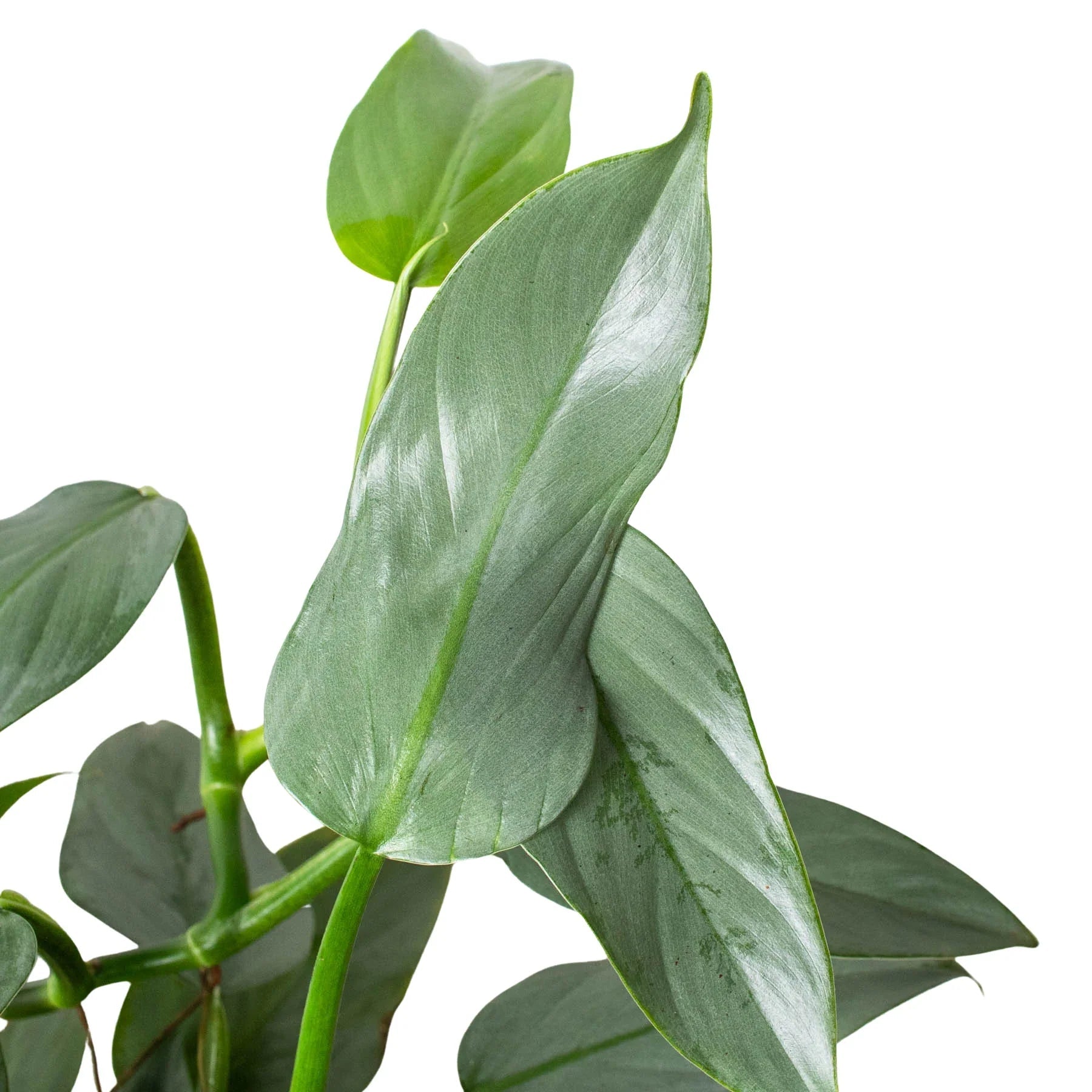 Philodendron 'Silver Sword' - Fleurish Plant Care, LLC