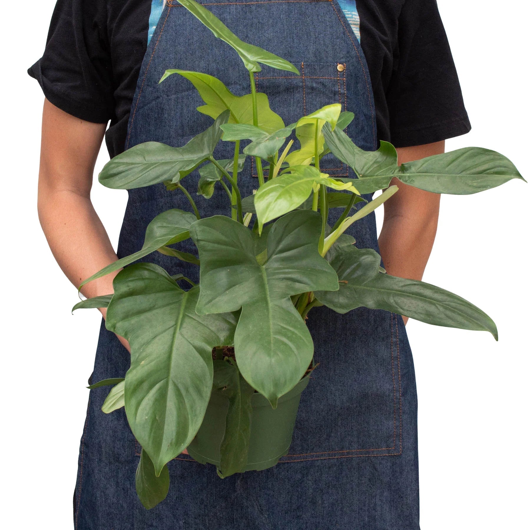 Philodendron 'Silver Sword' - Fleurish Plant Care, LLC