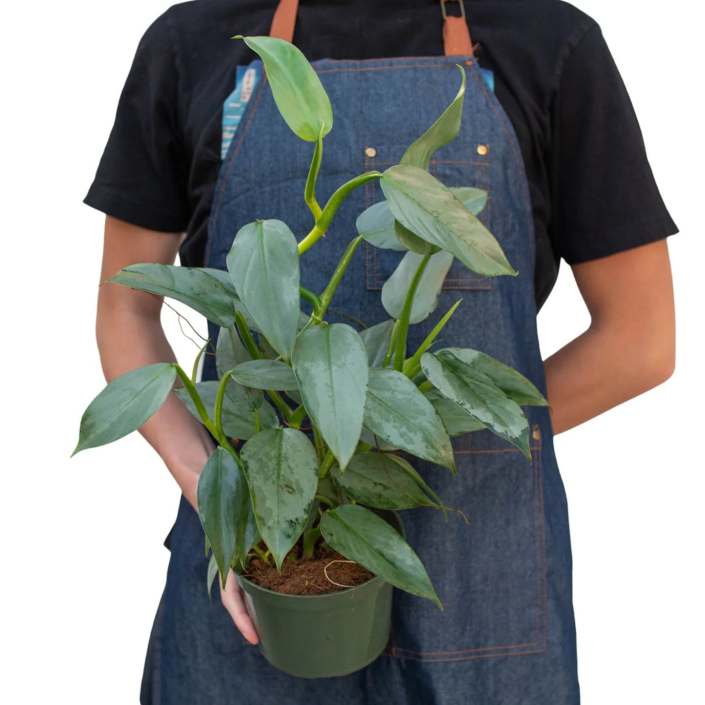 Philodendron 'Silver Sword' - Fleurish Plant Care, LLC