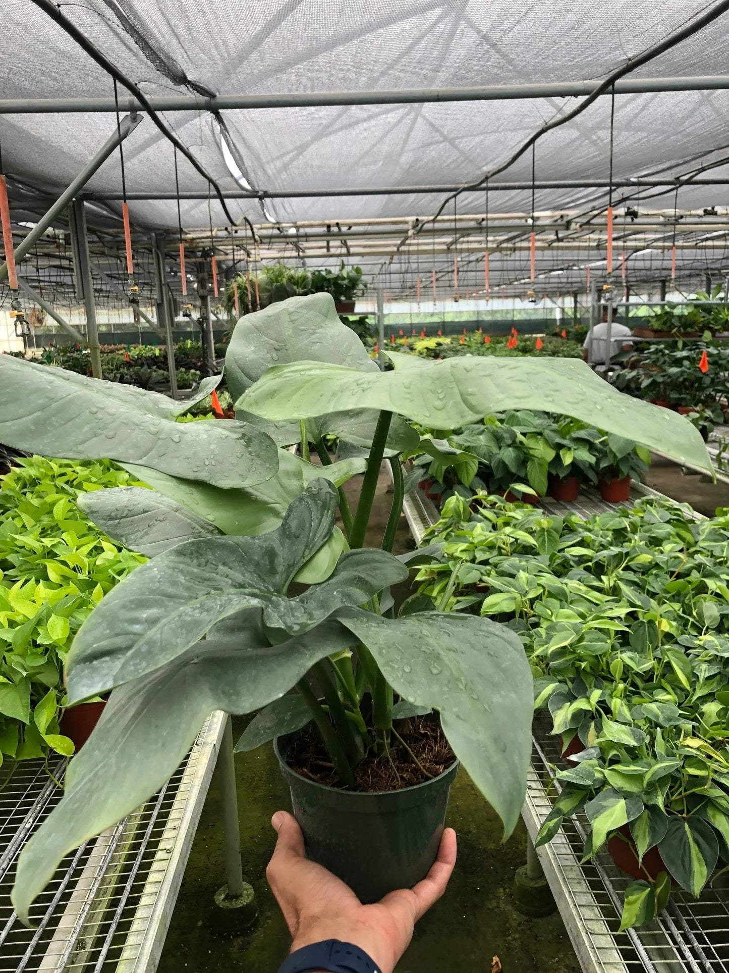 Philodendron 'Silver Sword' - Fleurish Plant Care, LLC