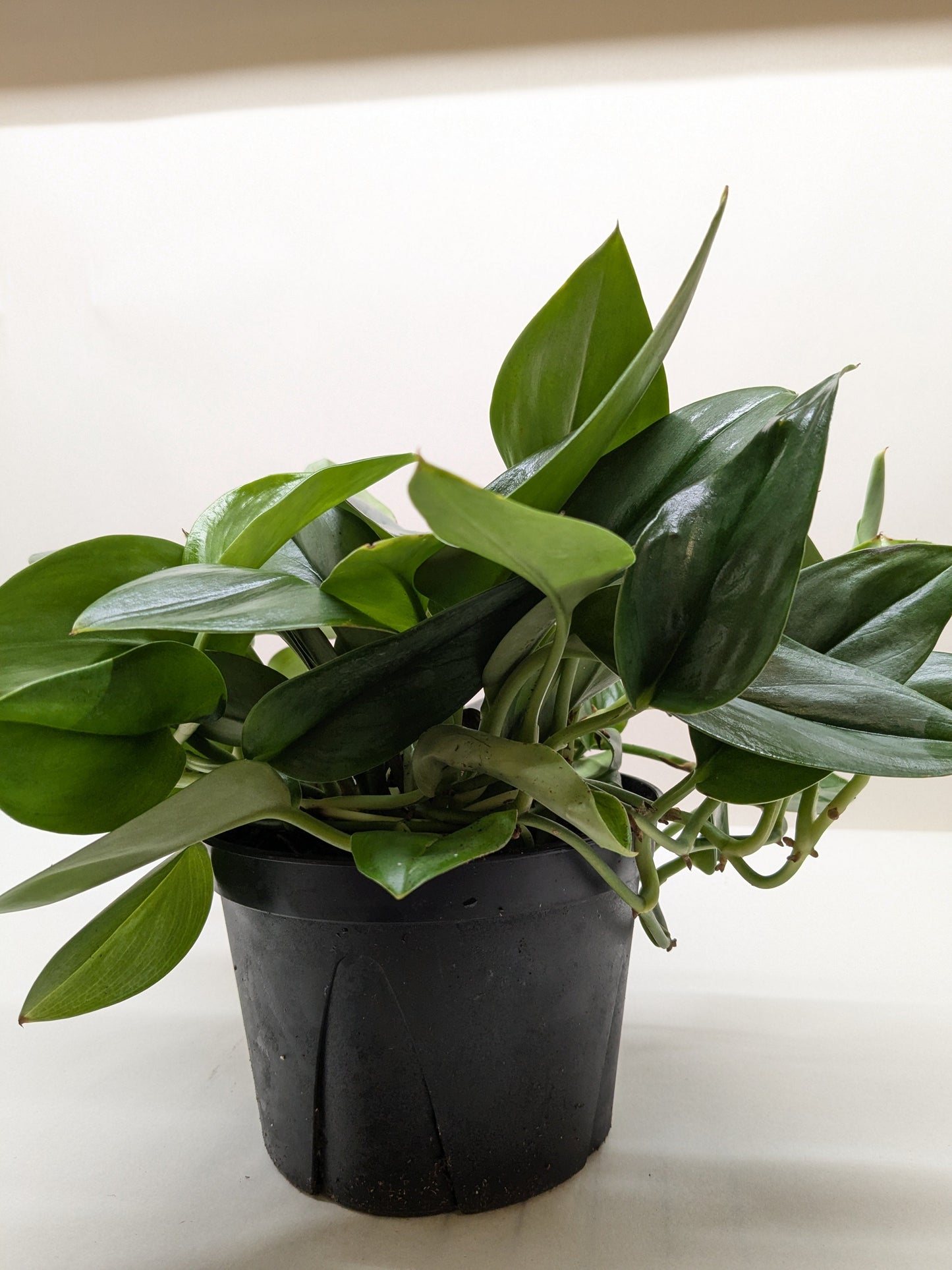 Scindapsus Platinum Java - Fleurish Plant Care, LLC