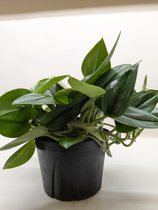 Scindapsus Platinum Java - Fleurish Plant Care, LLC