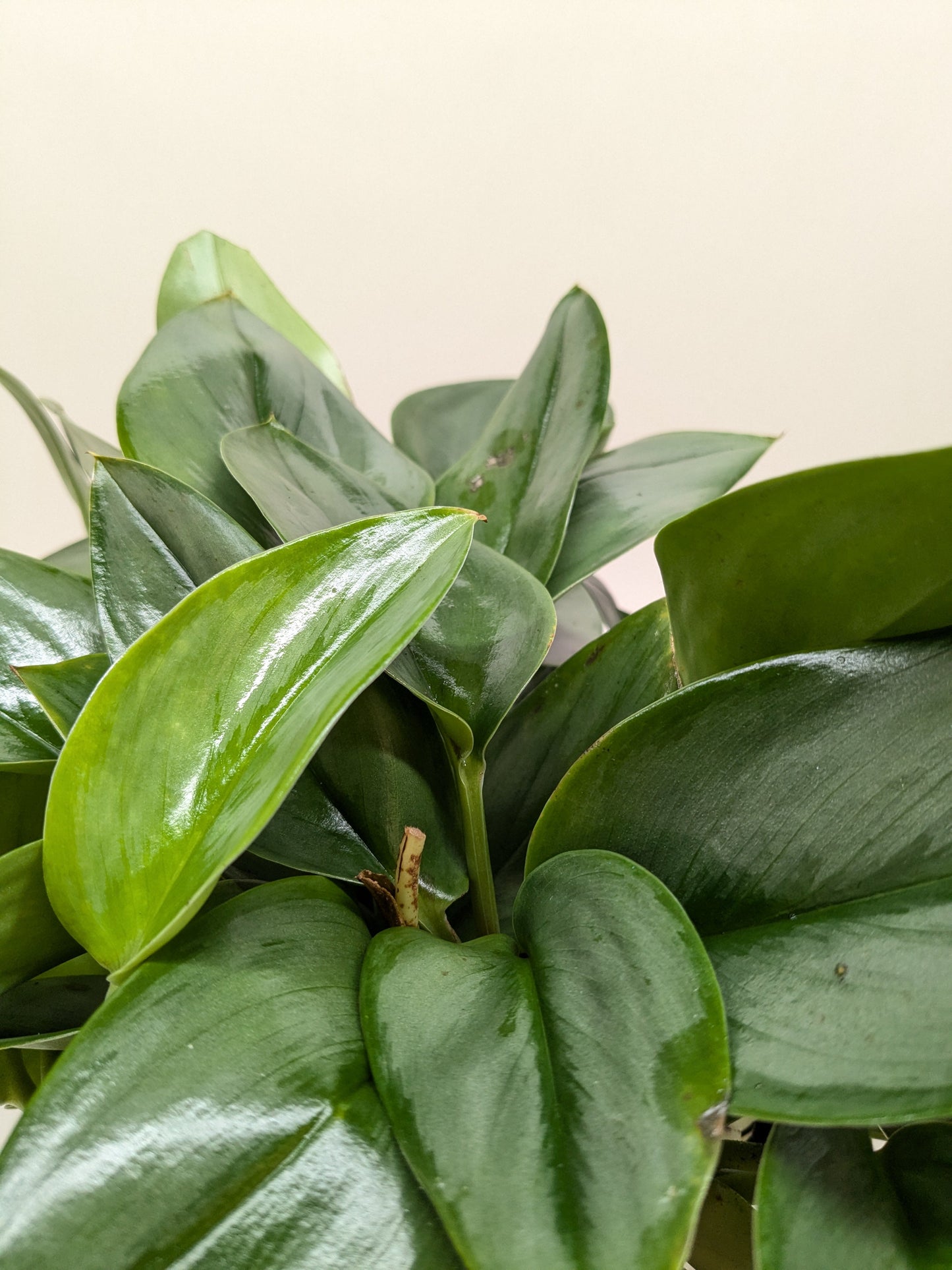 Scindapsus Platinum Java - Fleurish Plant Care, LLC