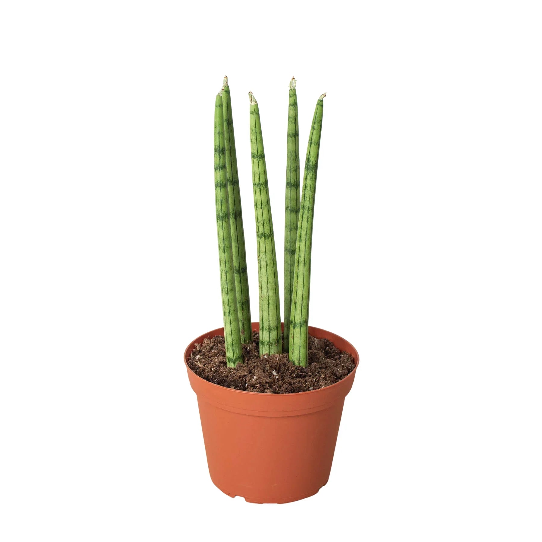 Snake Plant Cylindrica - Fleurish Plant Care, LLC