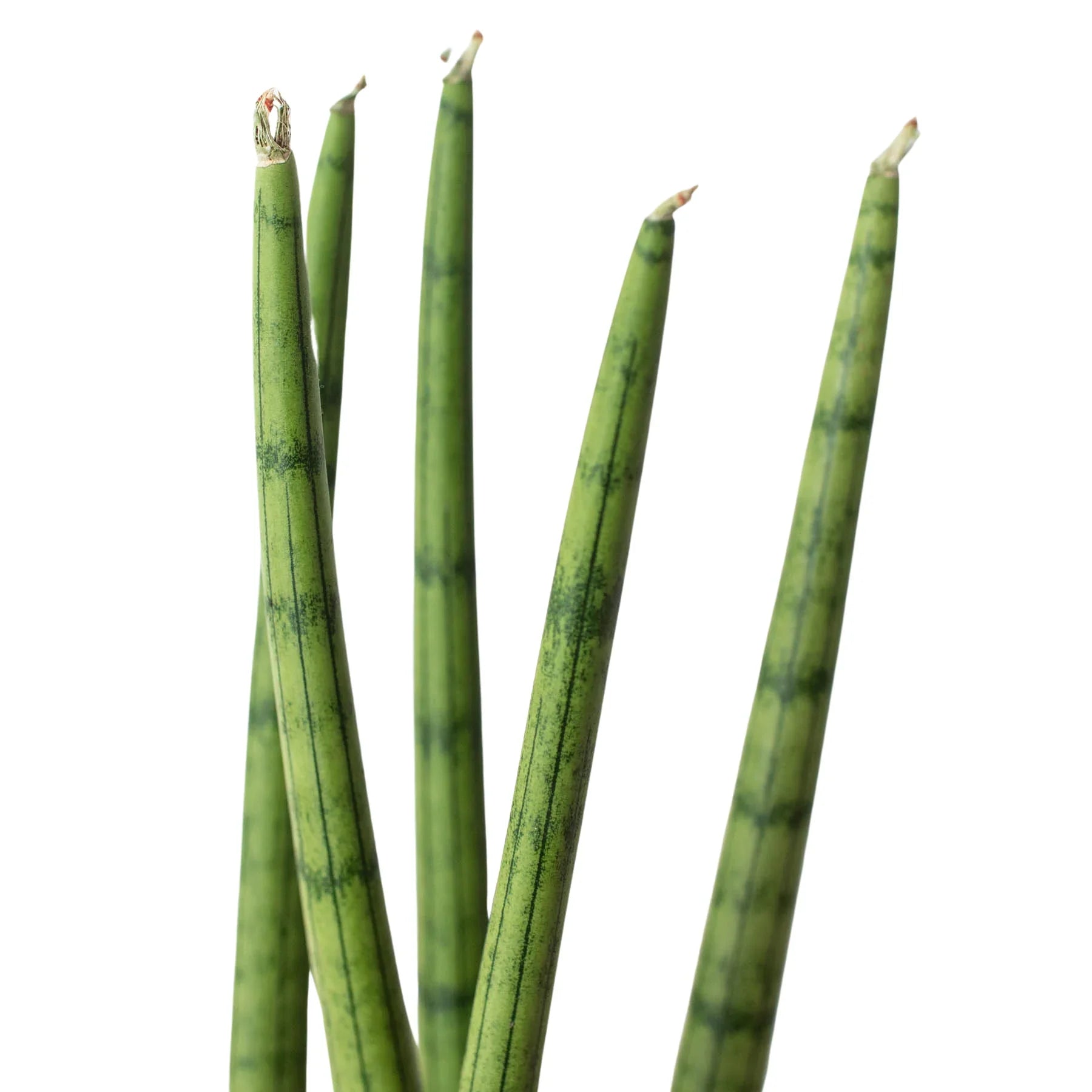 Snake Plant Cylindrica - Fleurish Plant Care, LLC