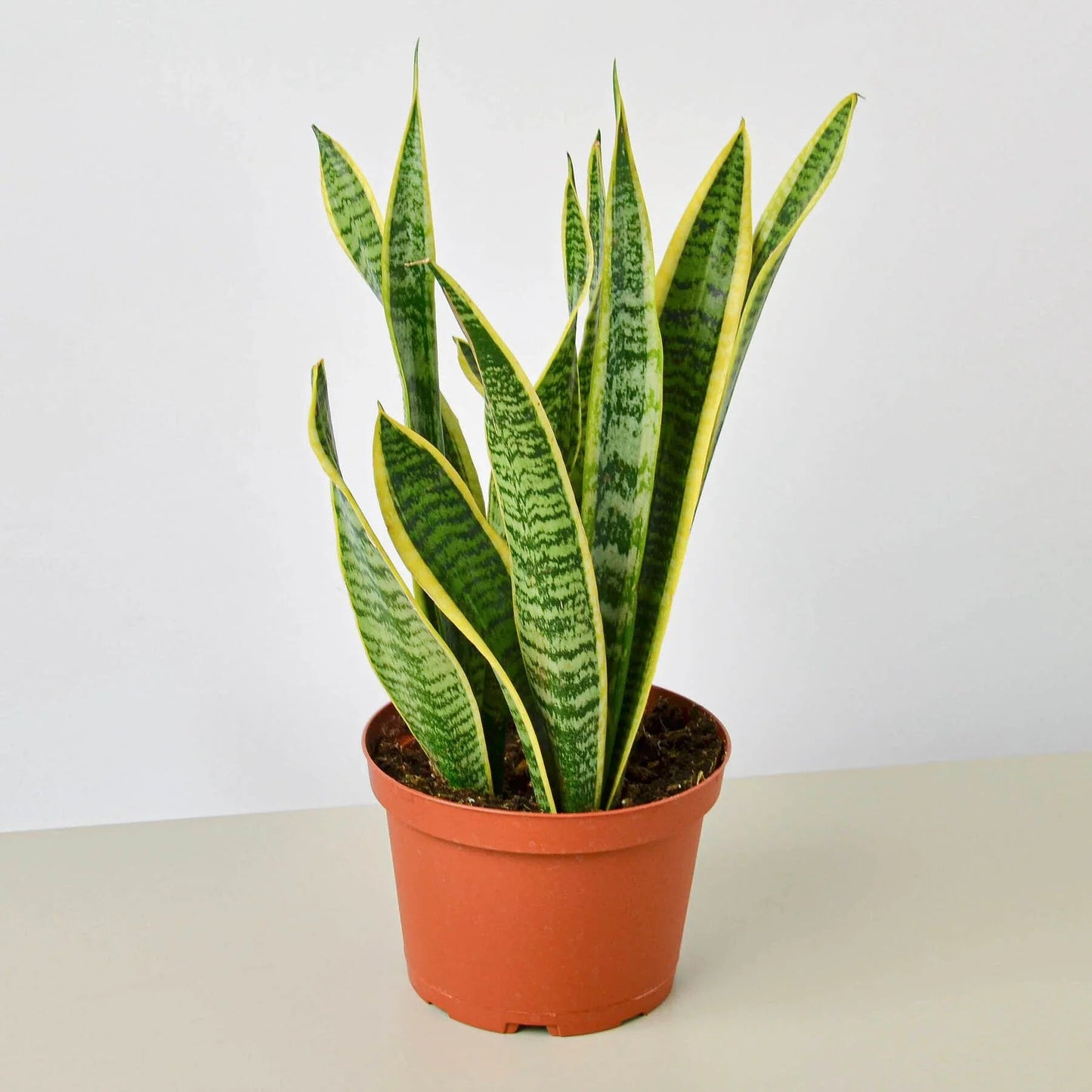 Snake Plant Laurentii - Fleurish Plant Care, LLC