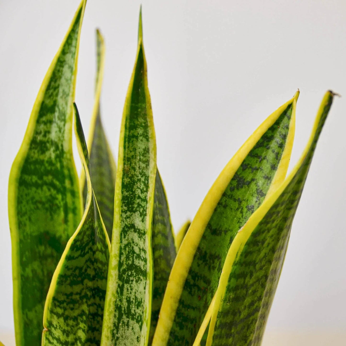 Snake Plant Laurentii - Fleurish Plant Care, LLC