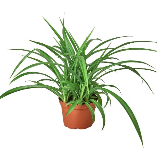 🐾Spider Plant 'Green'