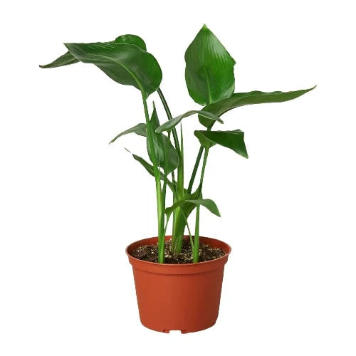 White Bird of Paradise 'Strelitzia Nicolai' - Fleurish Plant Care, LLC