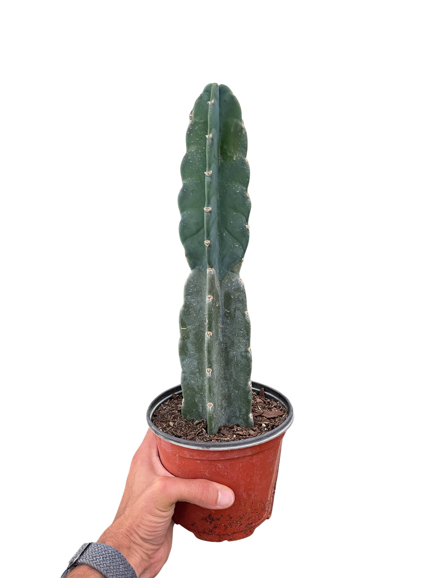 Succulent Cereus Cuddly Cactus - Fleurish Plant Care, LLC