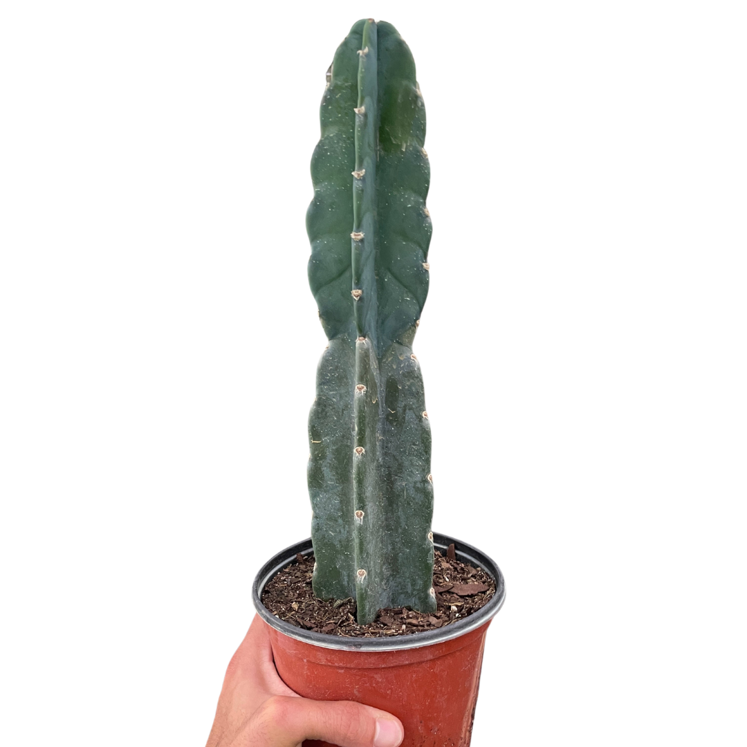 Succulent Cereus Cuddly Cactus - Fleurish Plant Care, LLC