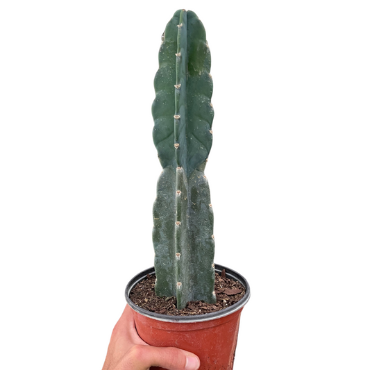 Succulent Cereus Cuddly Cactus - Fleurish Plant Care, LLC
