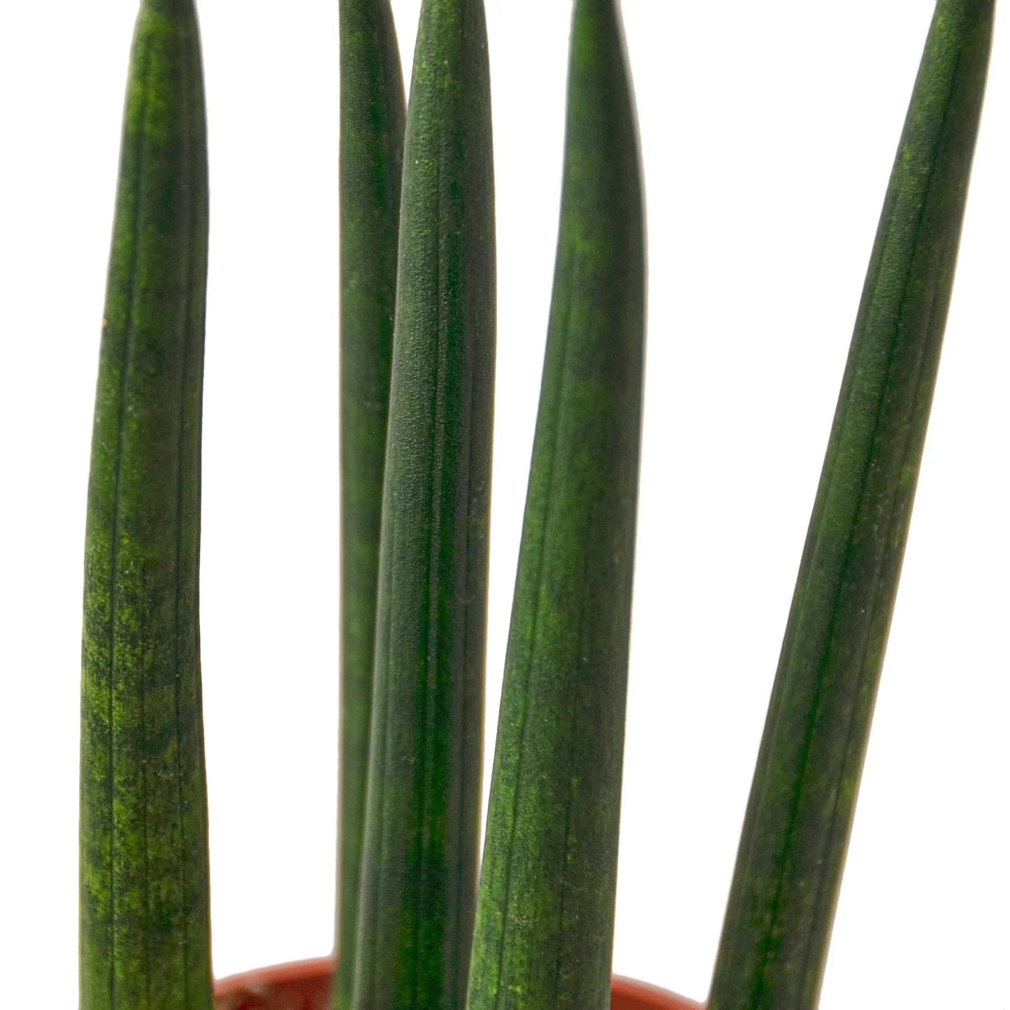 Snake Plant Cylindrica - Fleurish Plant Care, LLC