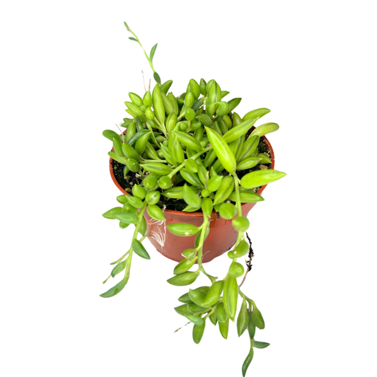 4" String of Bananas (Curio Radicans)