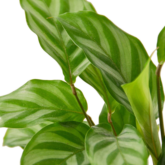 🐾Calathea Concinna 'Freddie'