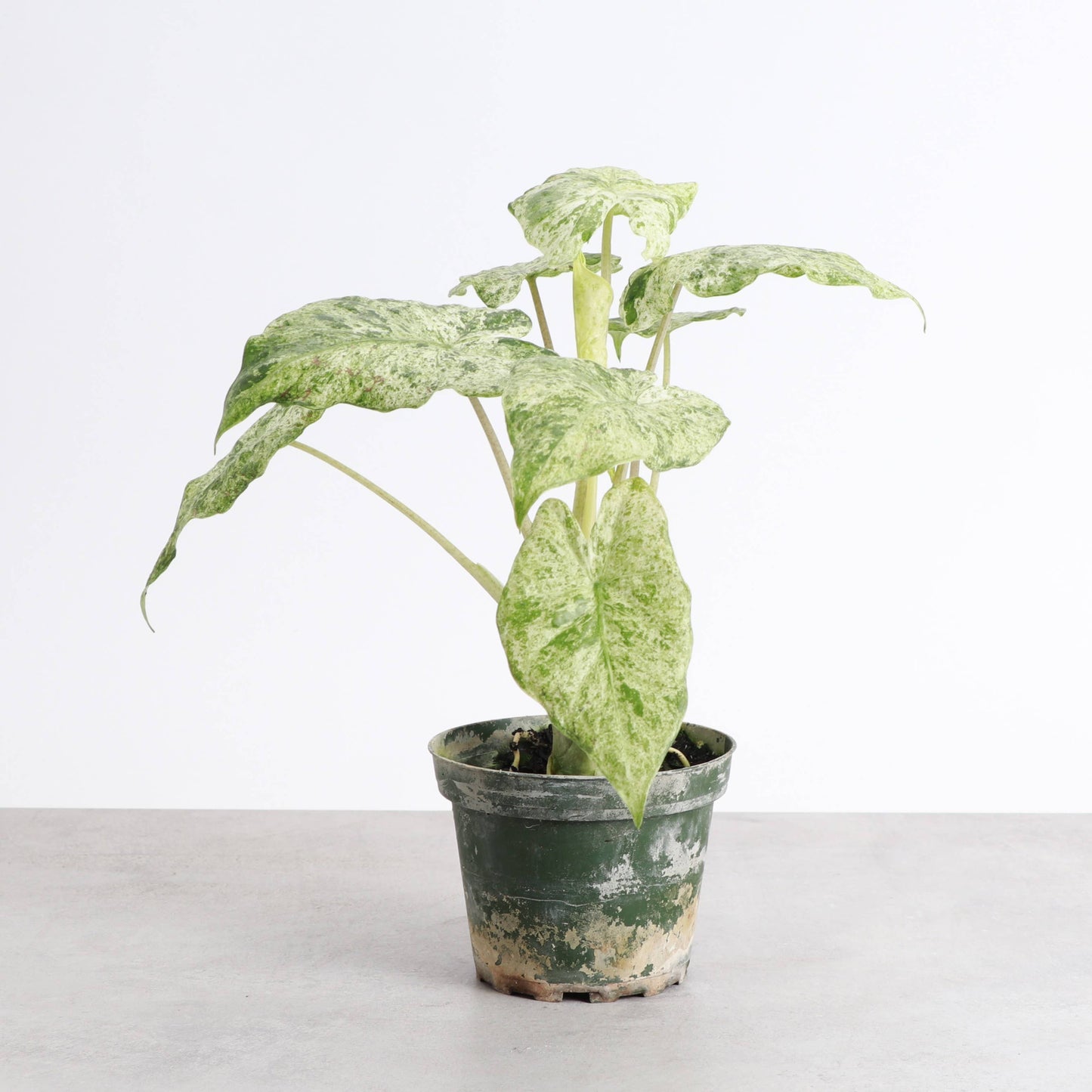 Alocasia Camouflage - Live Plant - RARE