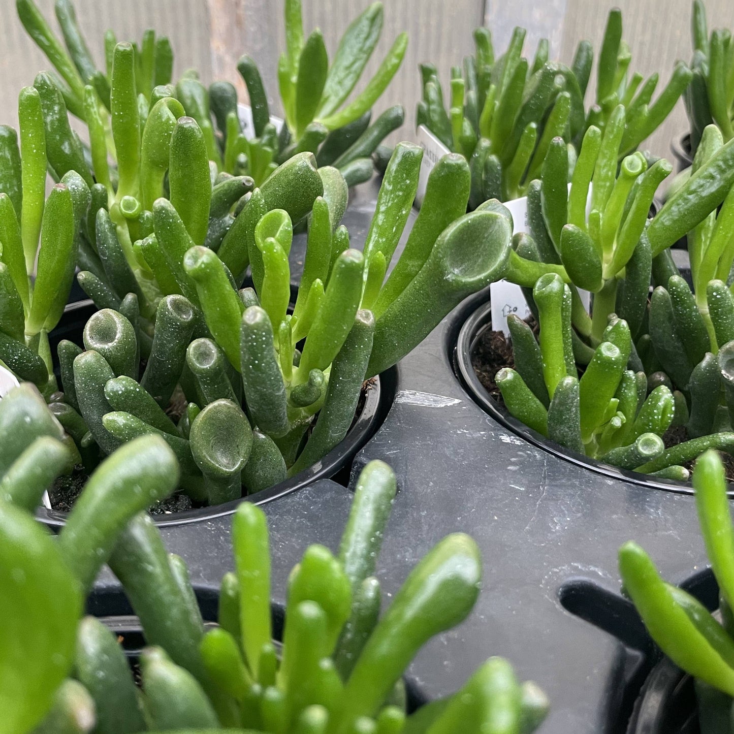 Ogre Ears Jade Plant - Live Plant