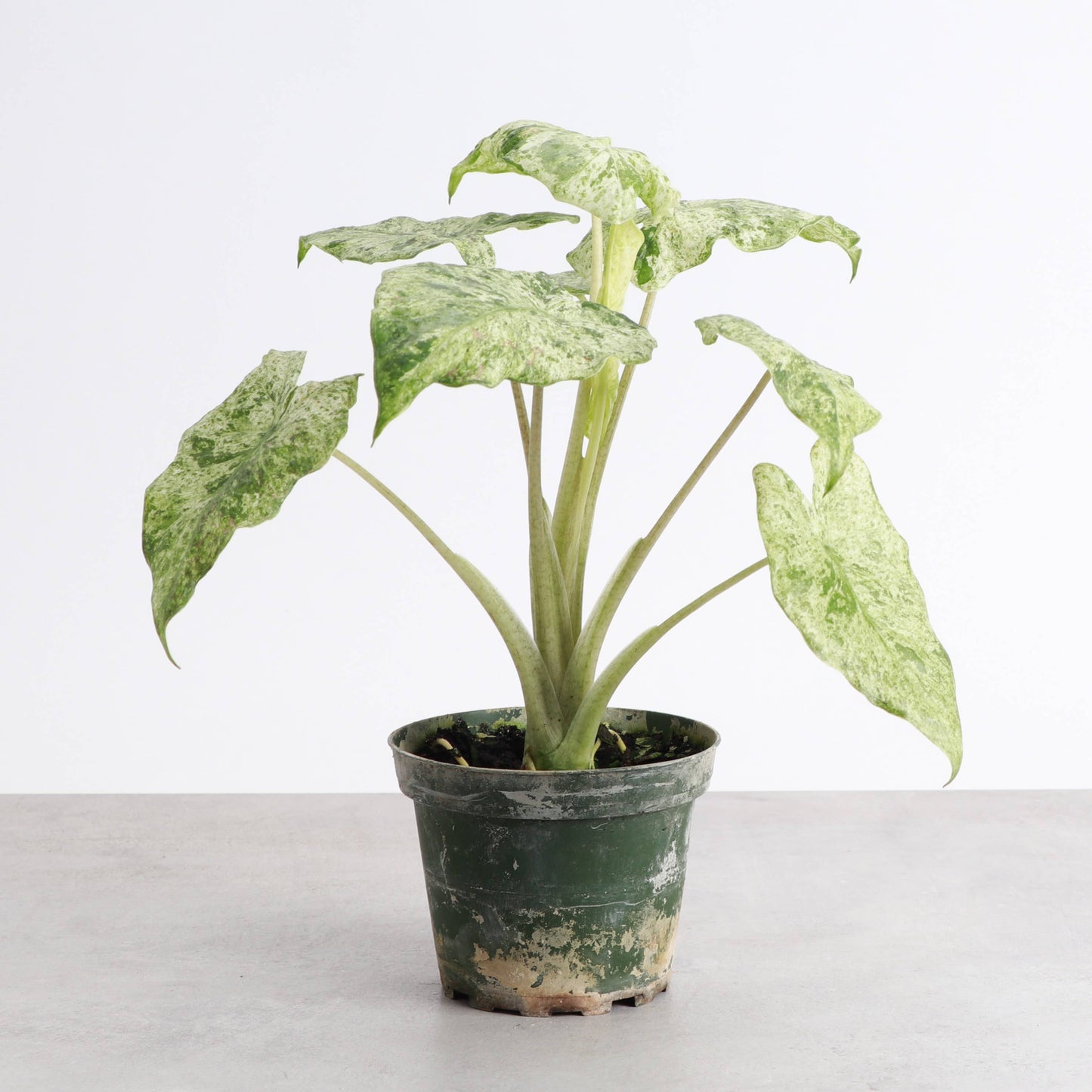 Alocasia Camouflage - Live Plant - RARE