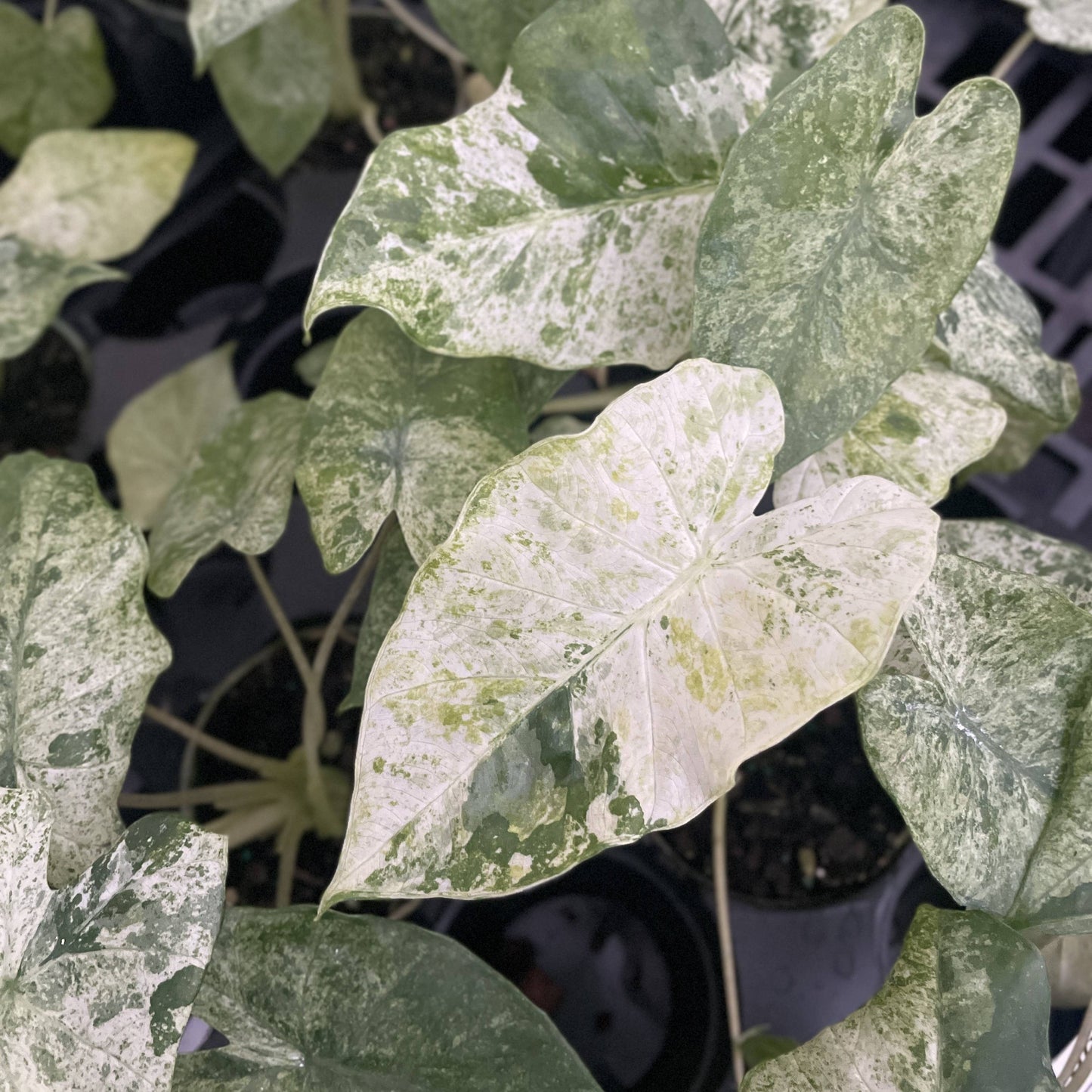 Alocasia Camouflage - Live Plant - RARE