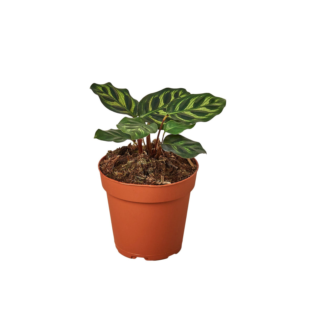 🐾Calathea 'Makoyana' - 4" Pot - NURSERY POT ONLY