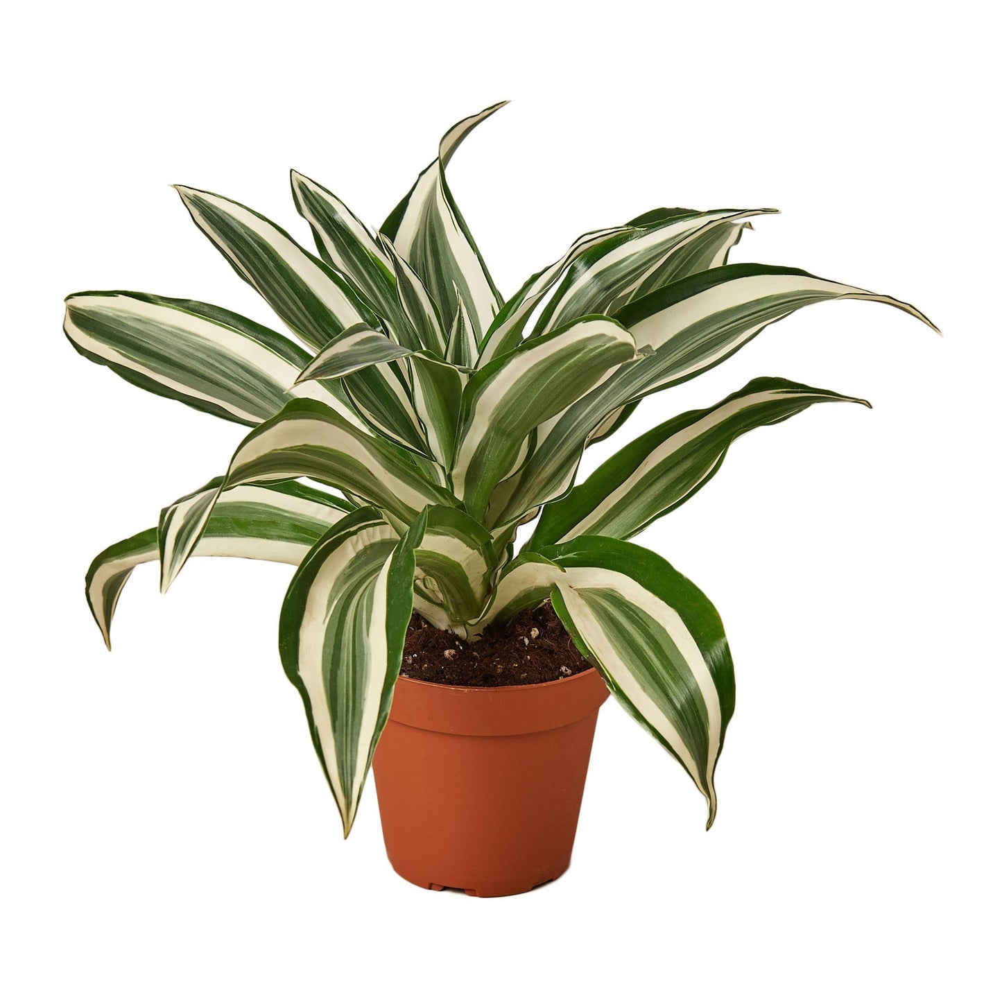 Dracaena 'Warneckii White Jewel' - Fleurish Plant Care, LLC