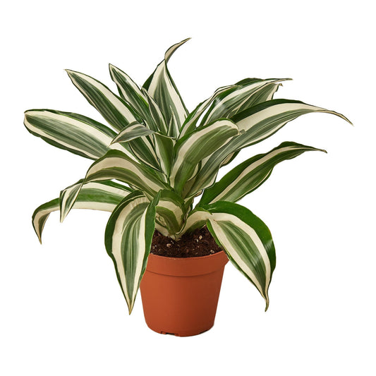 Dracaena 'Warneckii White Jewel' - Fleurish Plant Care, LLC