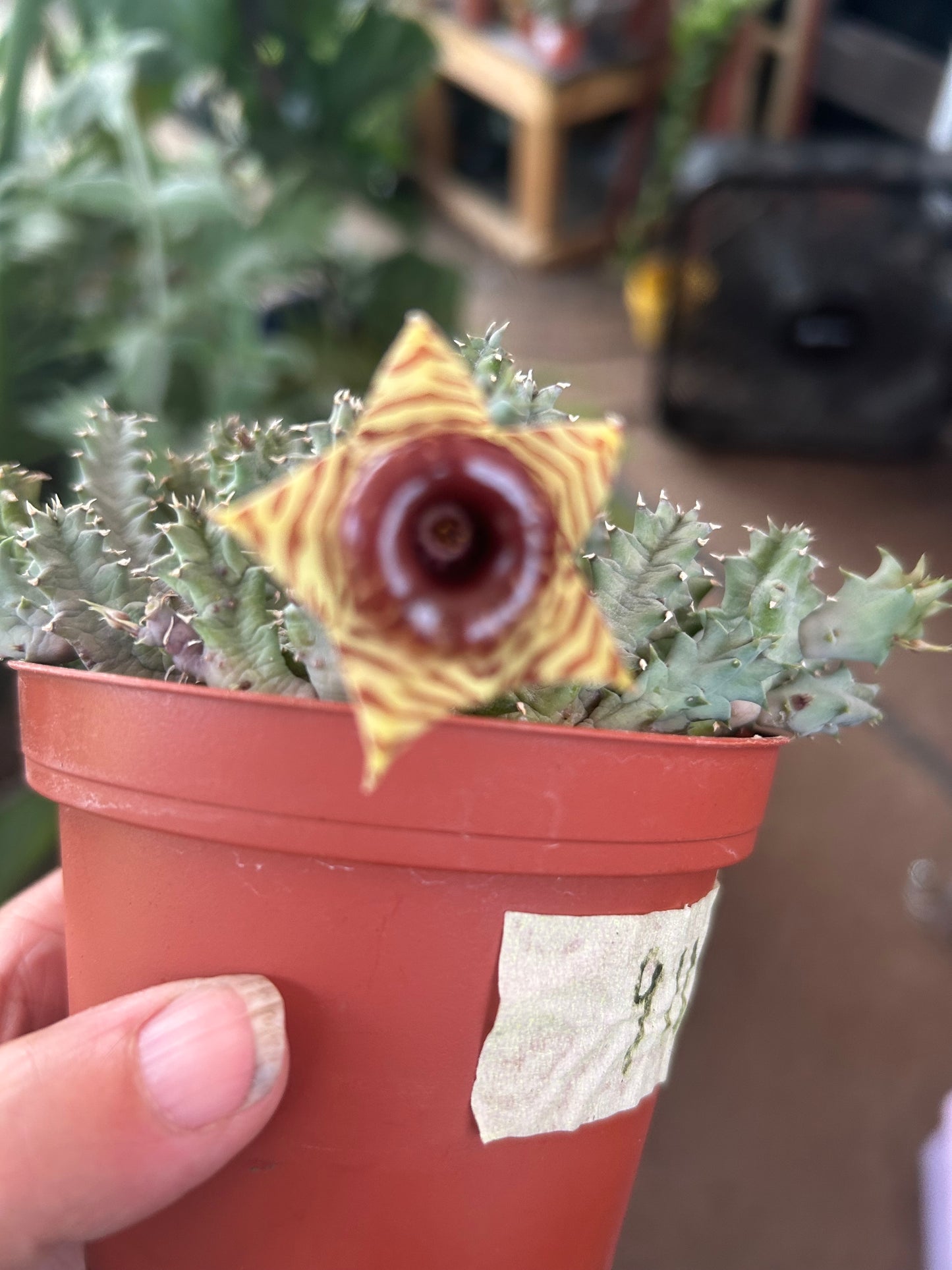 Lifesaver Cactus (Huernia zebrina)