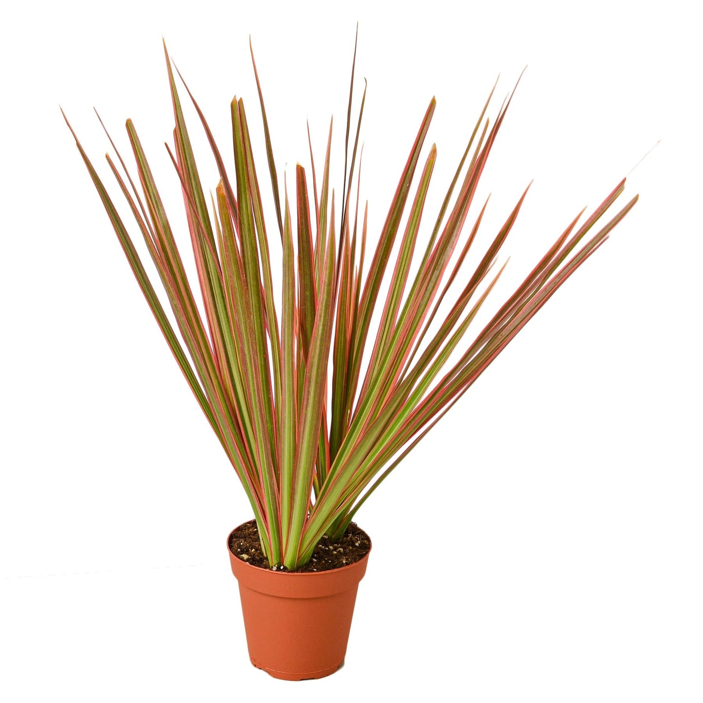 Dracaena 'Colorama' - Fleurish Plant Care, LLC