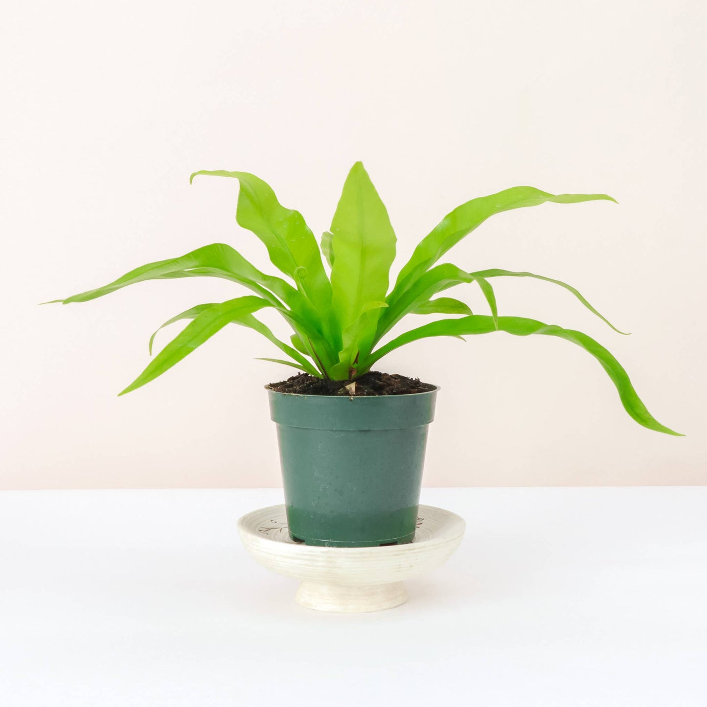 Bird's-Nest Fern -FPC