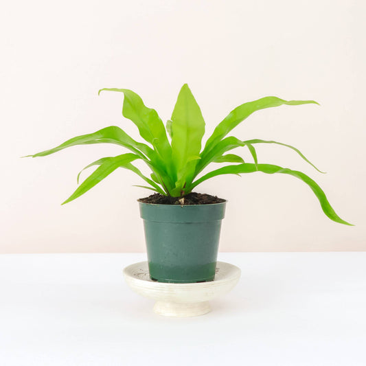 Bird's-Nest Fern -FPC