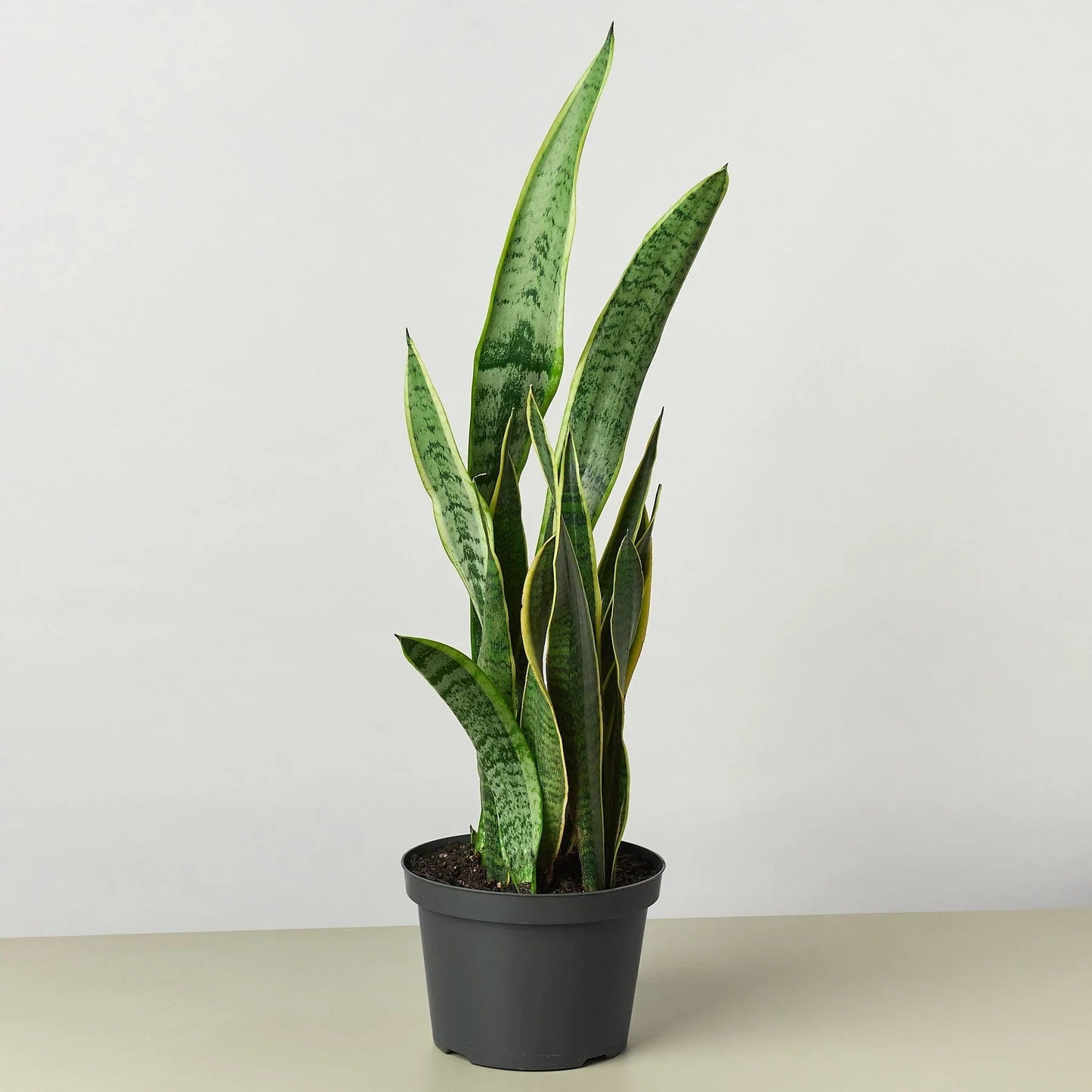 Snake Plant Laurentii - Fleurish Plant Care, LLC