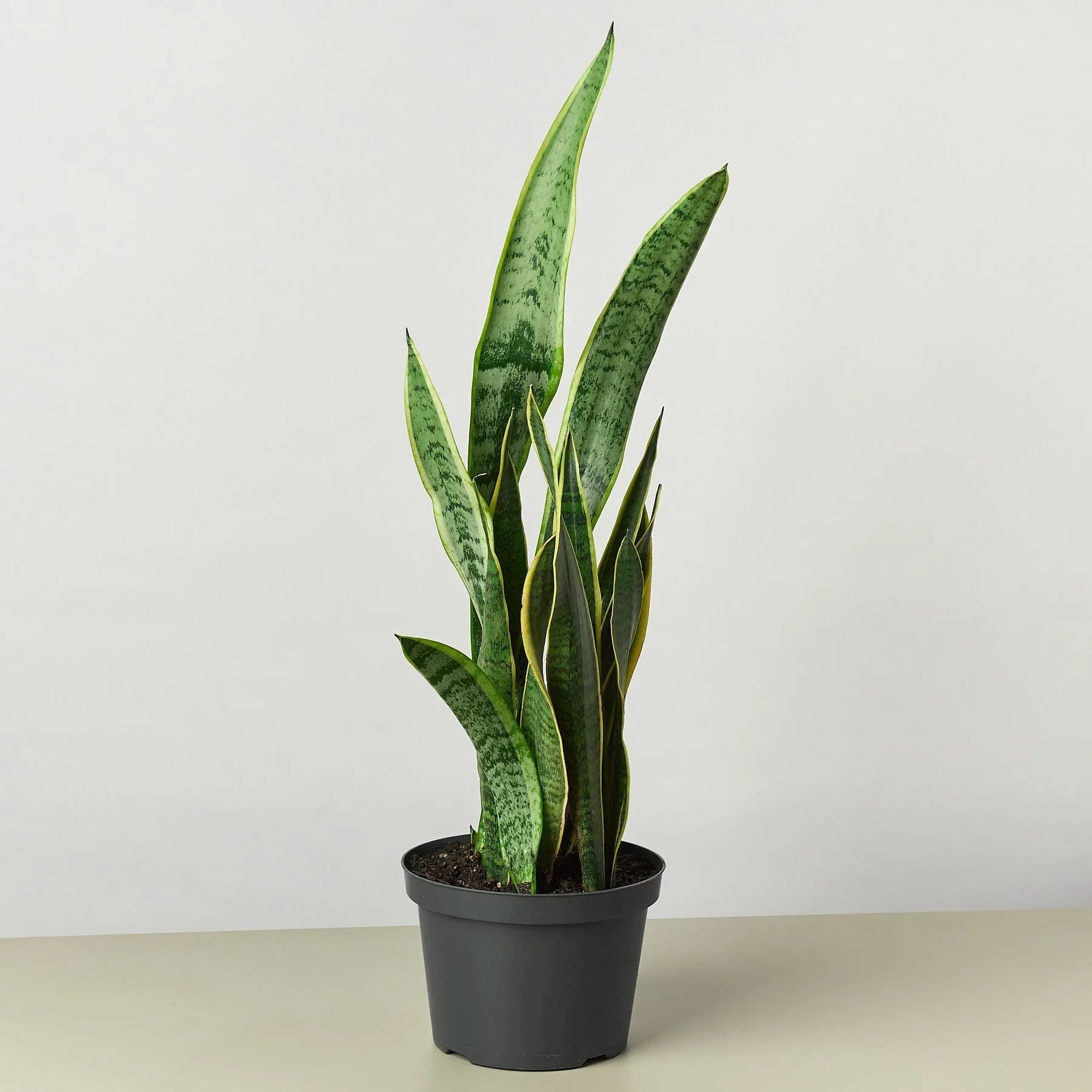 Snake Plant Laurentii - Fleurish Plant Care, LLC
