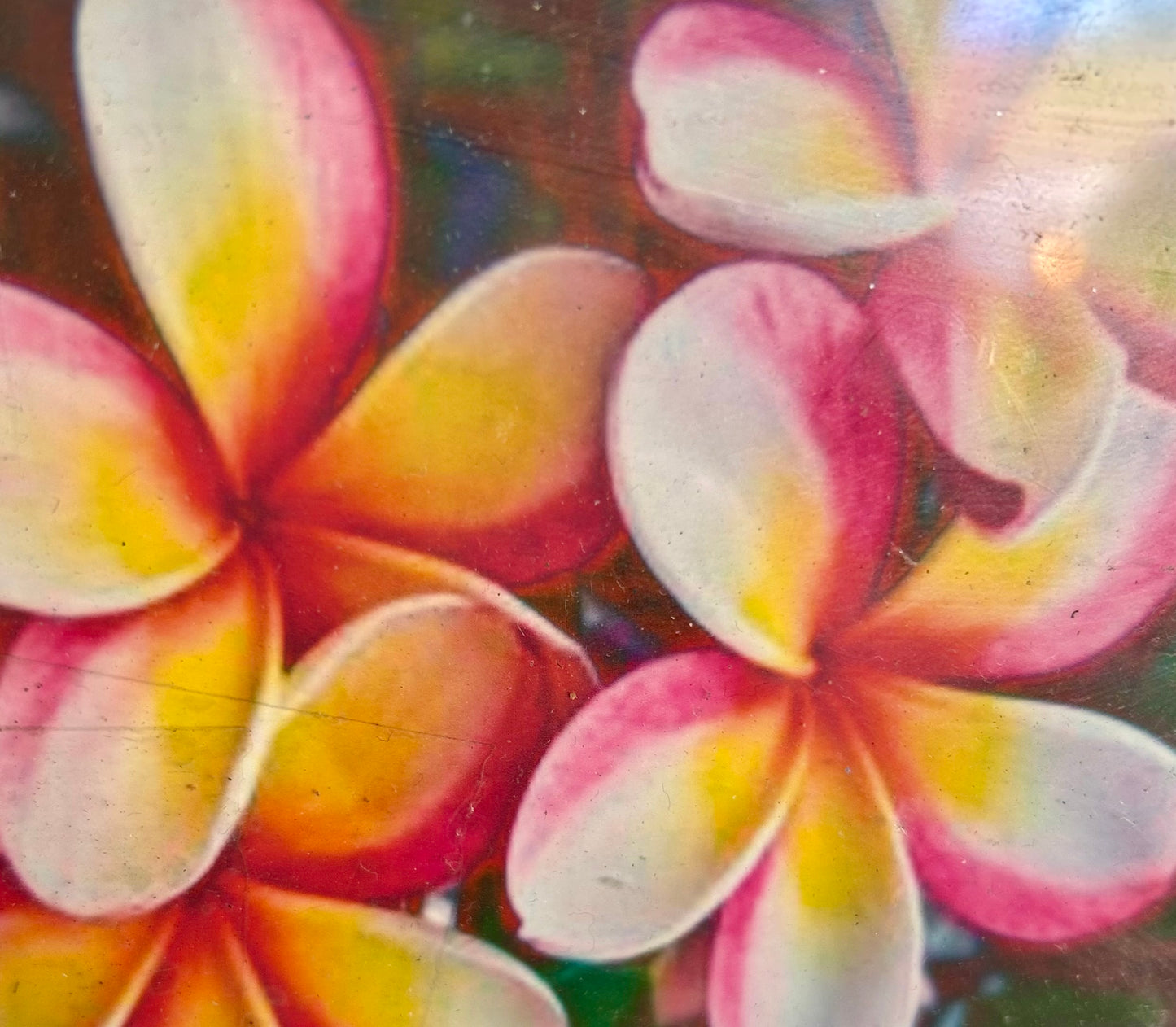 Plumeria