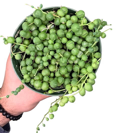 4" String of Pearls (Senecio rowleyanus)