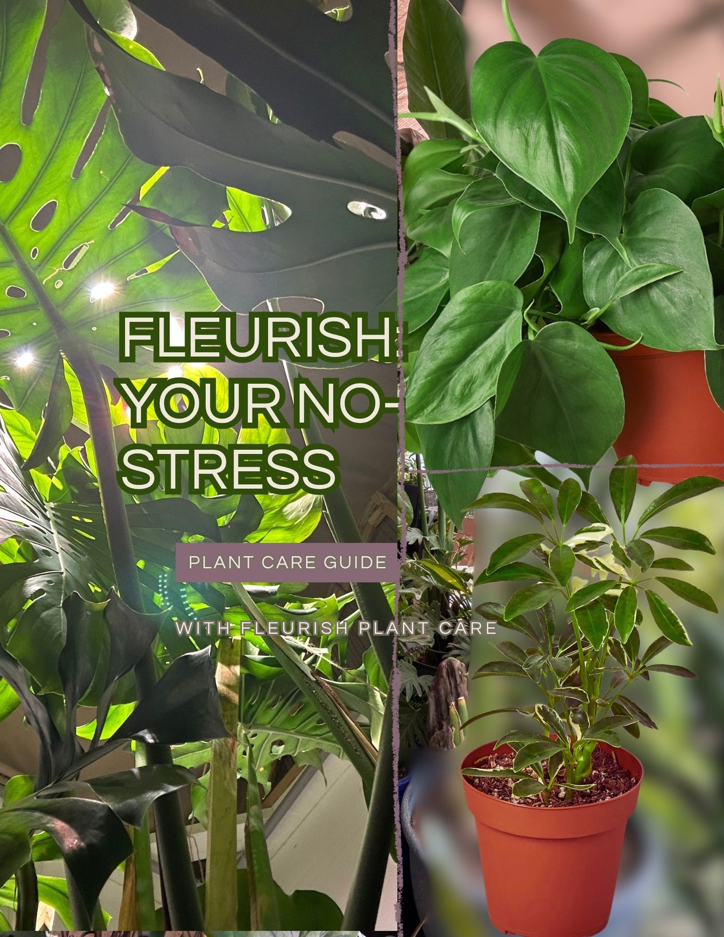 The Fleurish Experience — “Your Complete Plant Parent Guide”