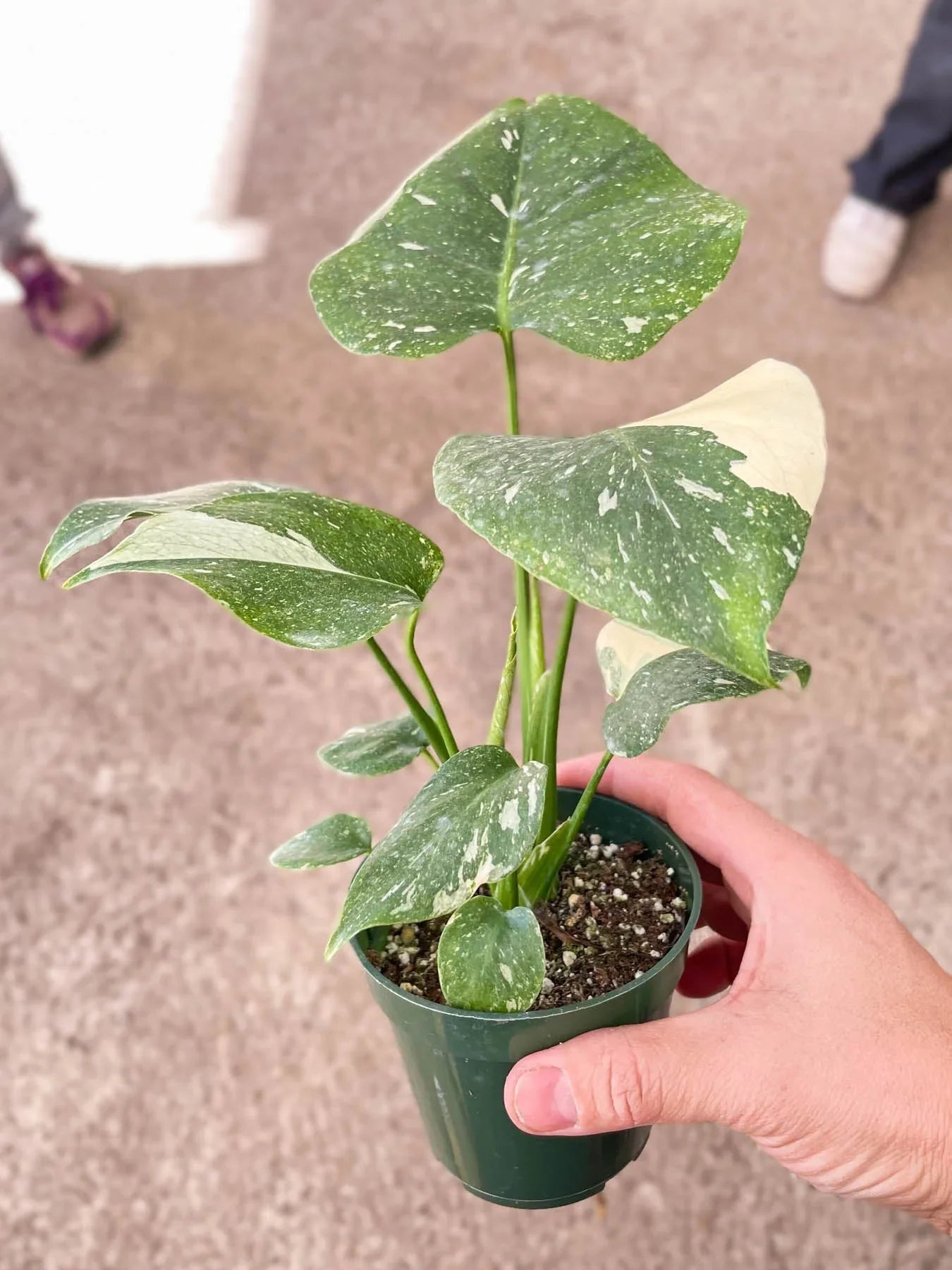 Monstera 'Thai Constellation' - Fleurish Plant Care, LLC