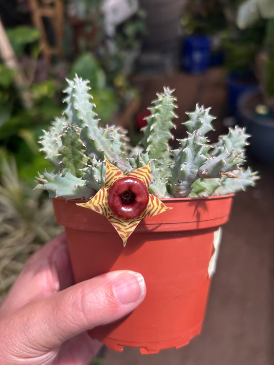Lifesaver Cactus (Huernia zebrina)