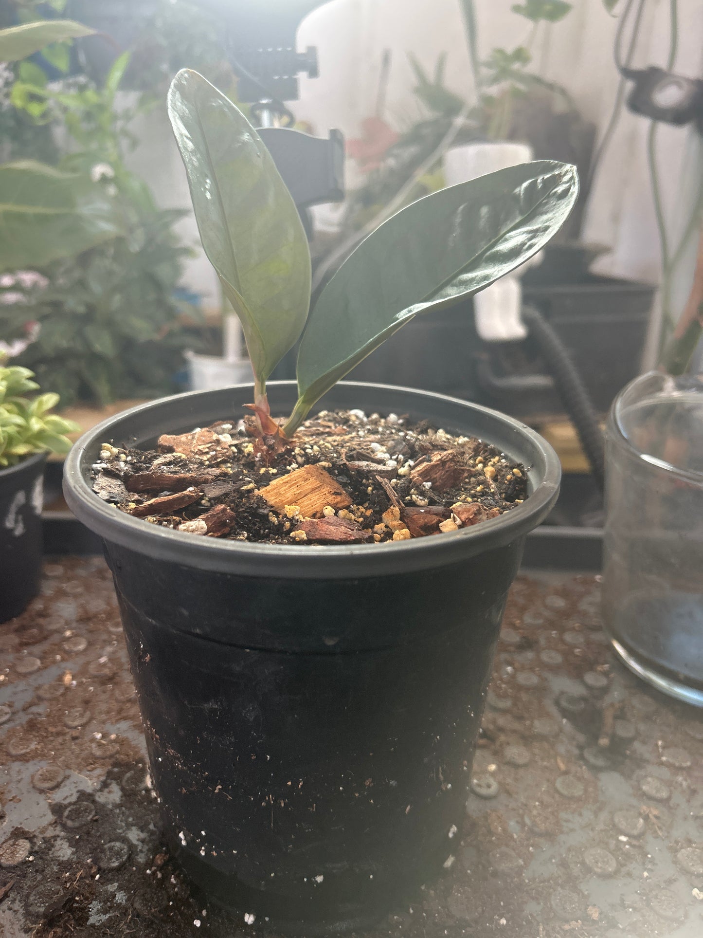 Antherium superbum