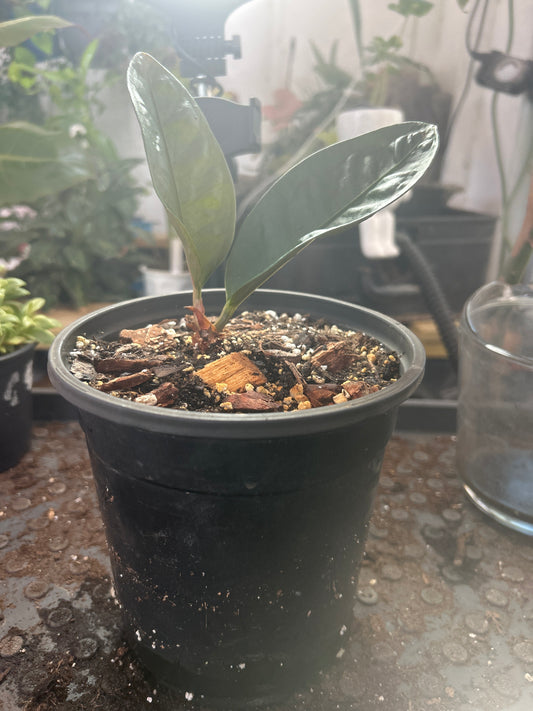 Antherium superbum