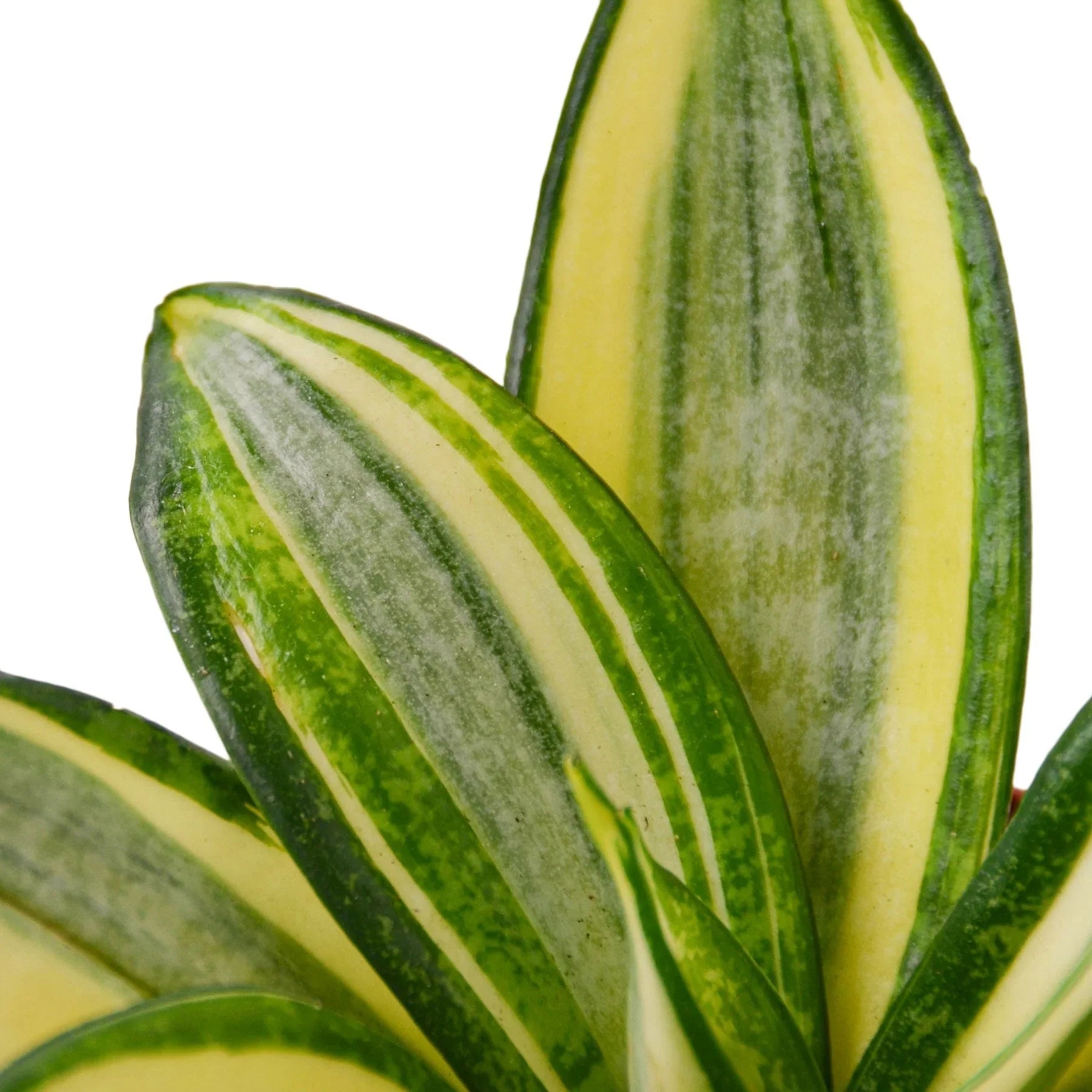 Snake Plant Gold Hahnii - Fleurish Plant Care, LLC