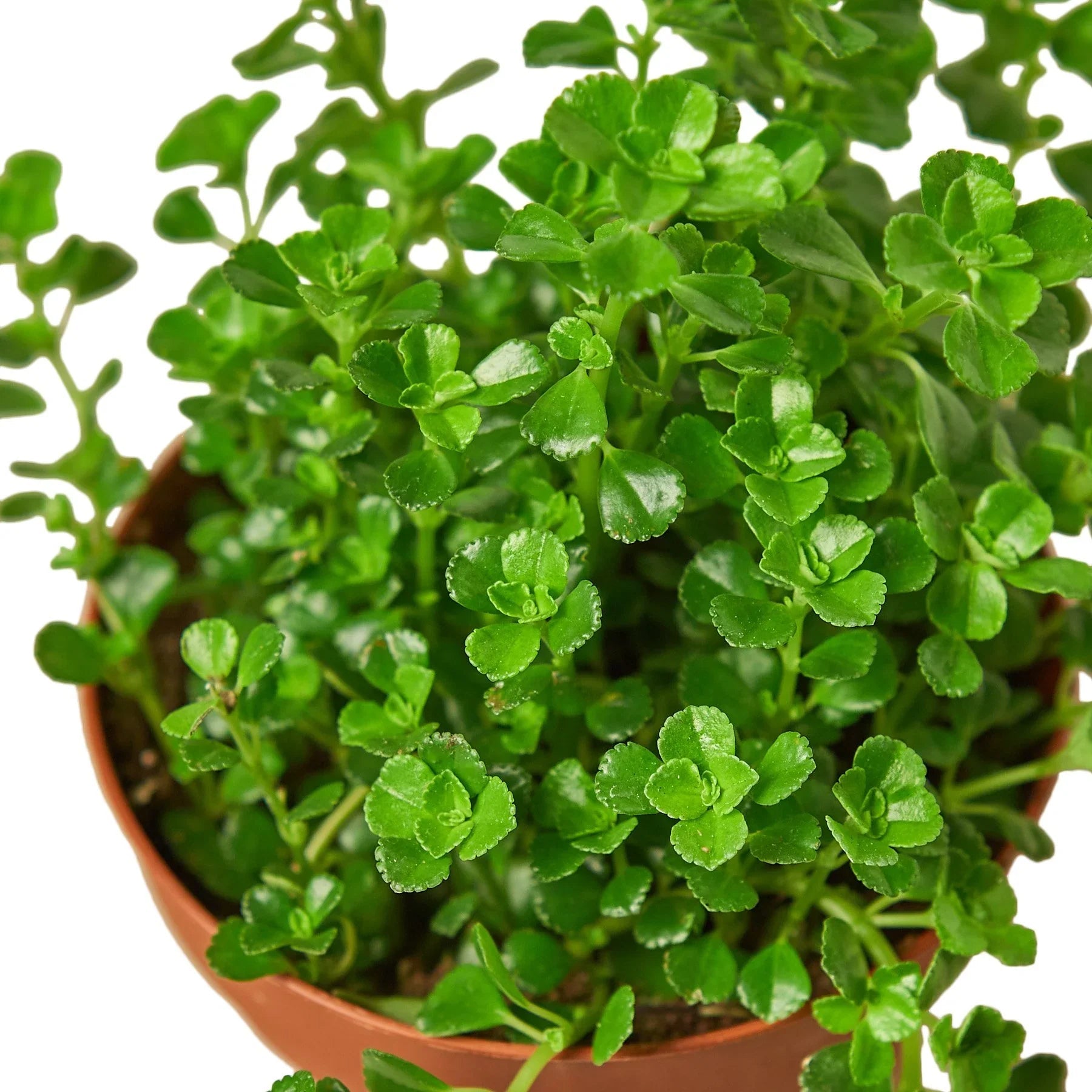 Nettle 'Baby's Tear' - Fleurish Plant Care, LLC