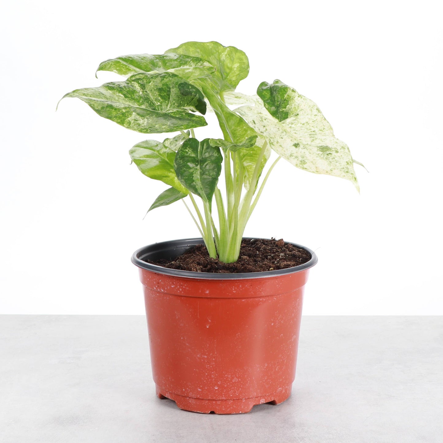 Alocasia Camouflage - Live Plant - RARE