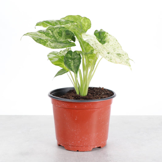 Alocasia Camouflage - Live Plant - RARE