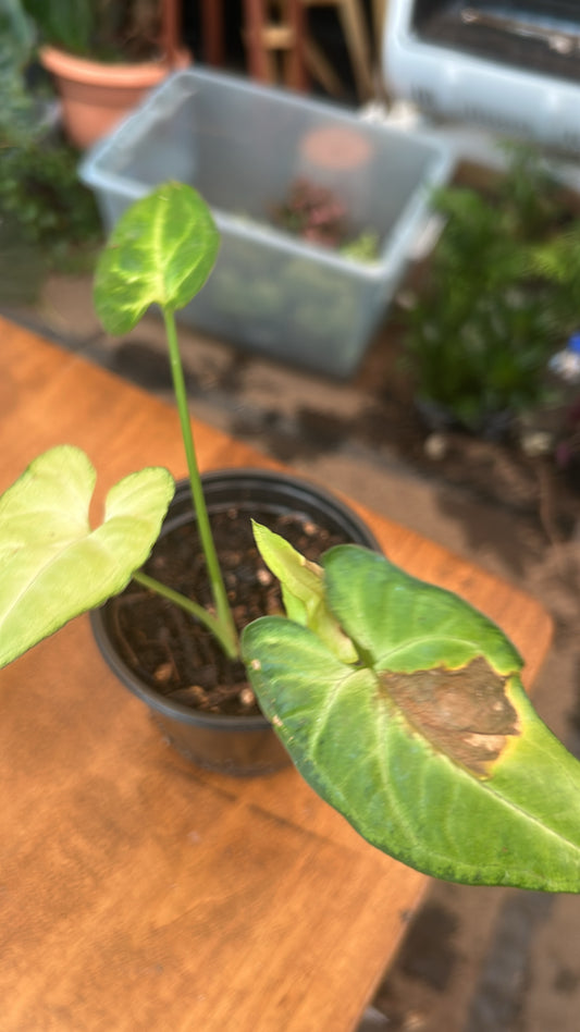 🌿 Syngonium ‘Symphony’ 🌿FPC