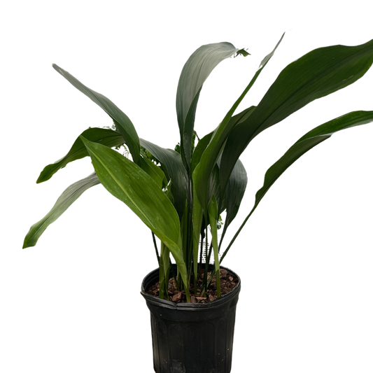 🐾Aspidistra 'Cast Iron'