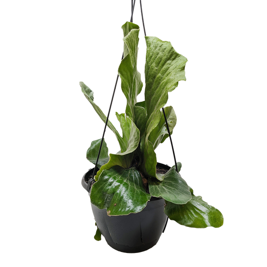 🐾Fern 'Elephant' "Staghorn"