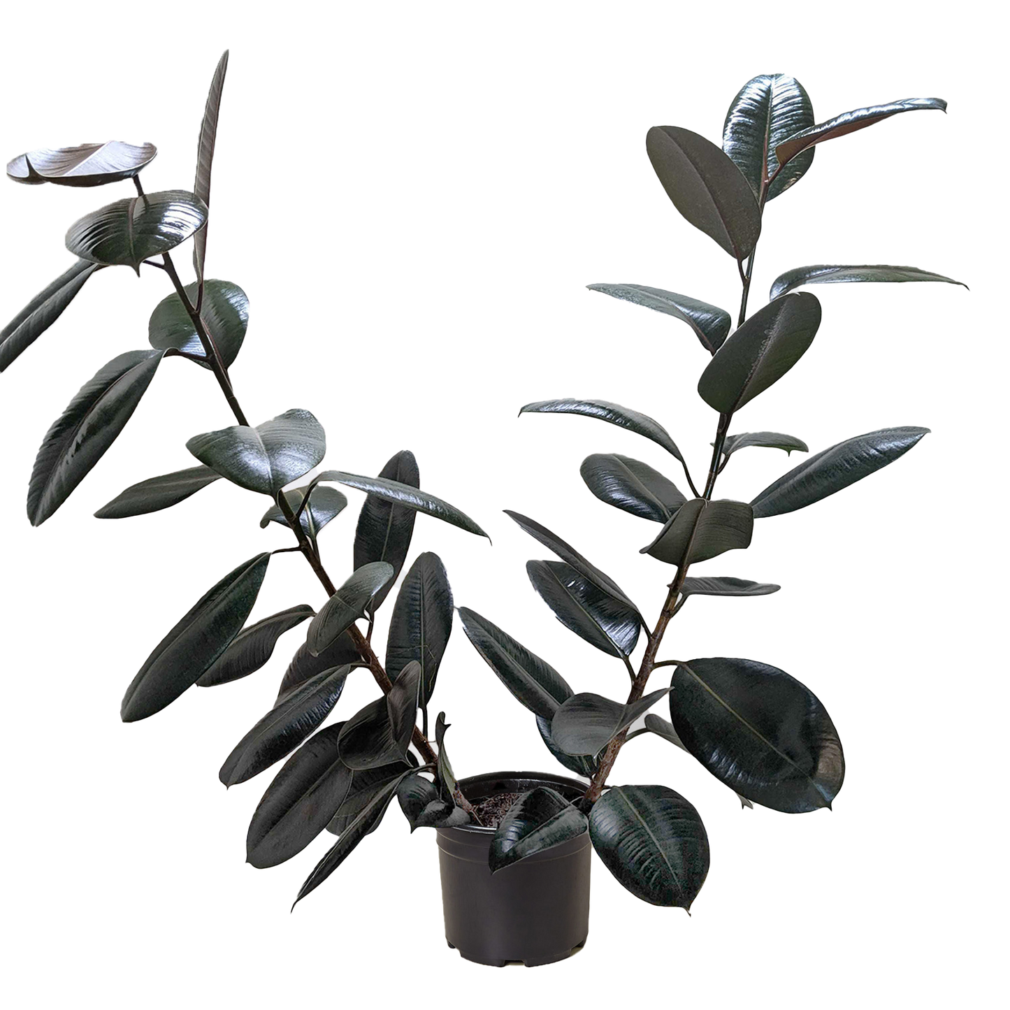 Ficus Elastica 'Burgundy' - Fleurish Plant Care, LLC
